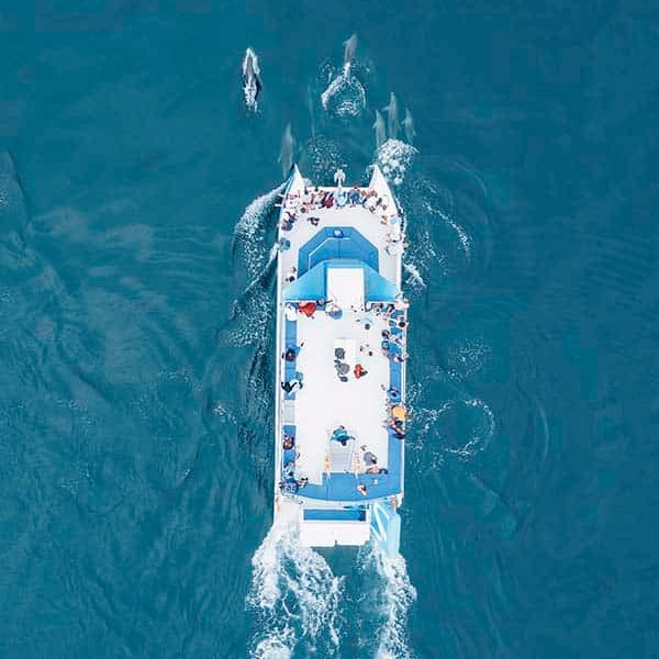 Dolphins & Benagil Caves